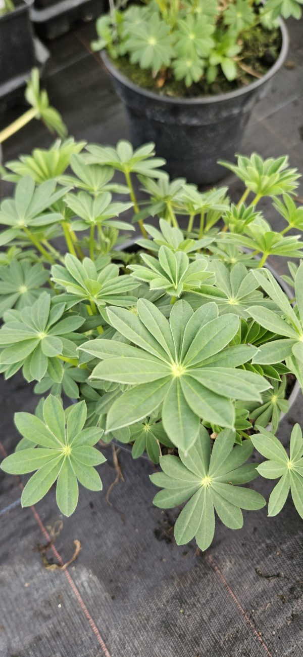 Lupinus West Country 'Rachel de Thame'