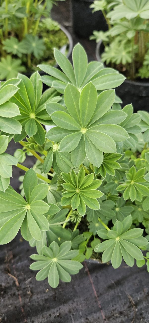 Lupinus West Country 'Red Rum' 2 Lupinus West Country 'Red Rum'