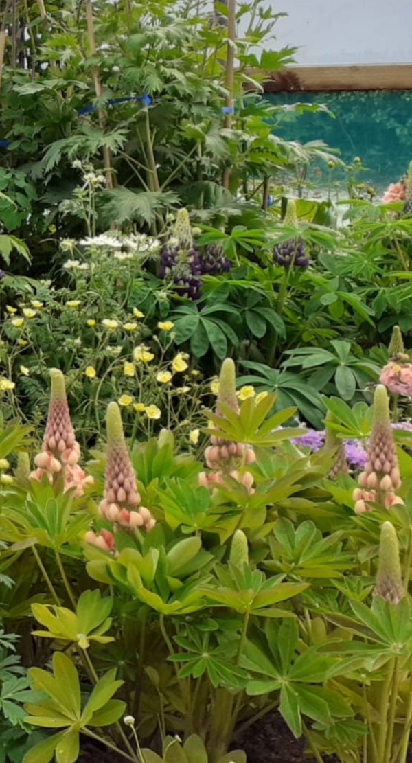 Lupinus West Country 'Salmon Star' Lupinus West Country 'Salmon Star'