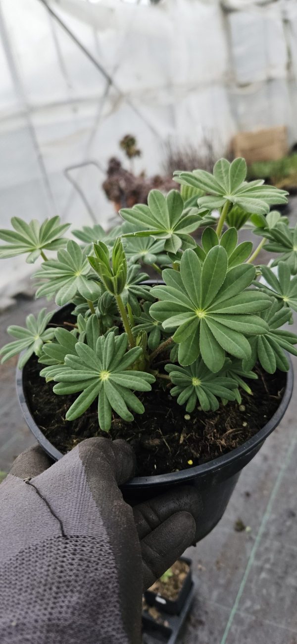 Lupinus West Country 'Shirley Anne' Lupinus West Country 'Shirley Anne'