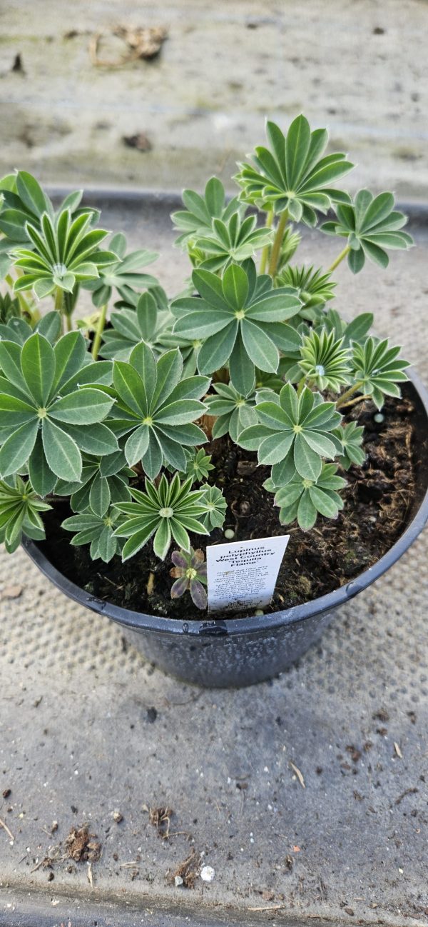 Lupinus West Country 'Tequila Flame' Lupinus West Country 'Tequila Flame'