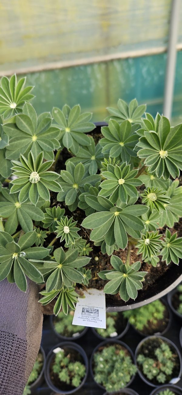 Lupinus West Country 'Tequila Flame'2 Lupinus West Country 'Tequila Flame'