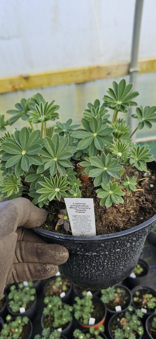 Lupinus West Country 'Tequila Flame'3 Lupinus West Country 'Tequila Flame'