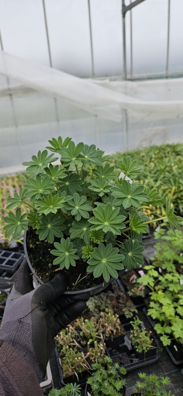 Lupinus West Country 'Terracotta' Lupinus West Country 'Terracotta'