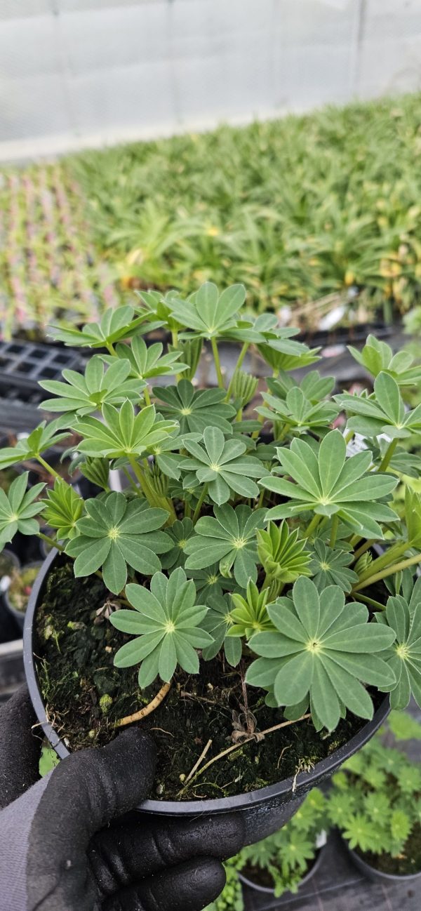 Lupinus West Country 'Terracotta'2 Lupinus West Country 'Terracotta'