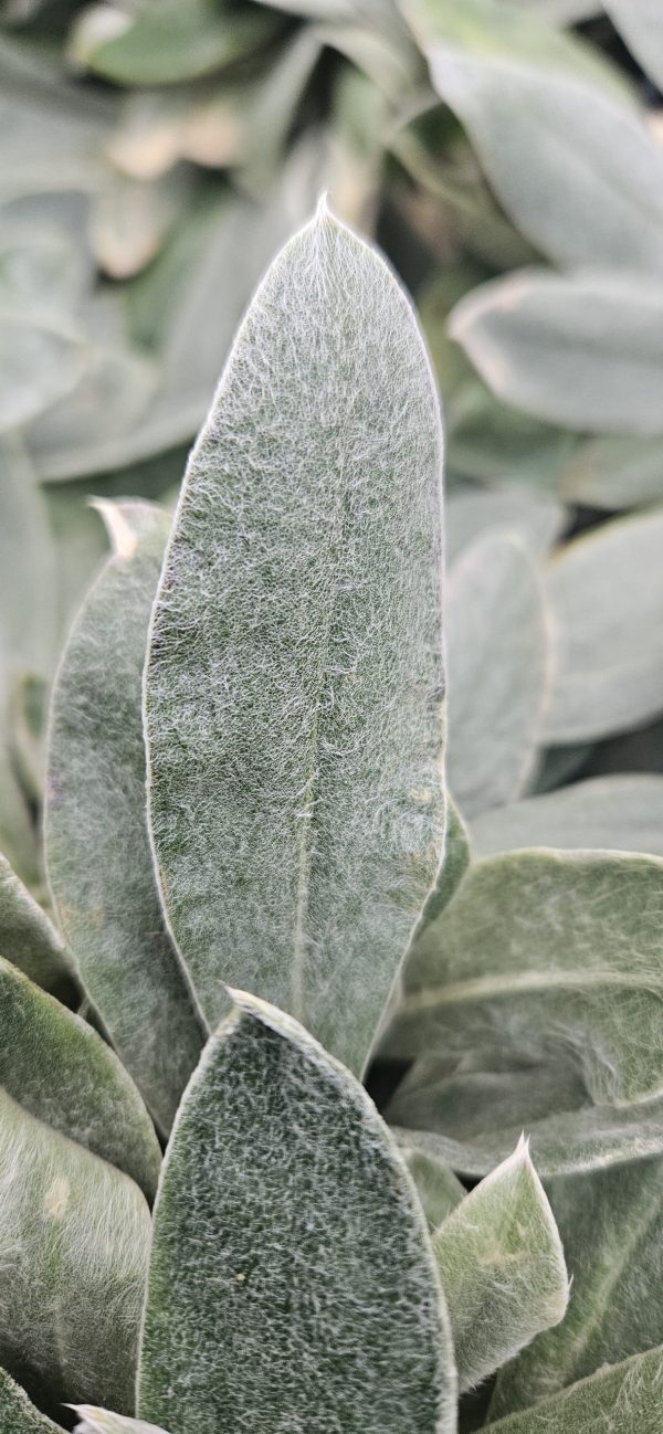 Lychnis coronaria 'Angels Blush'
