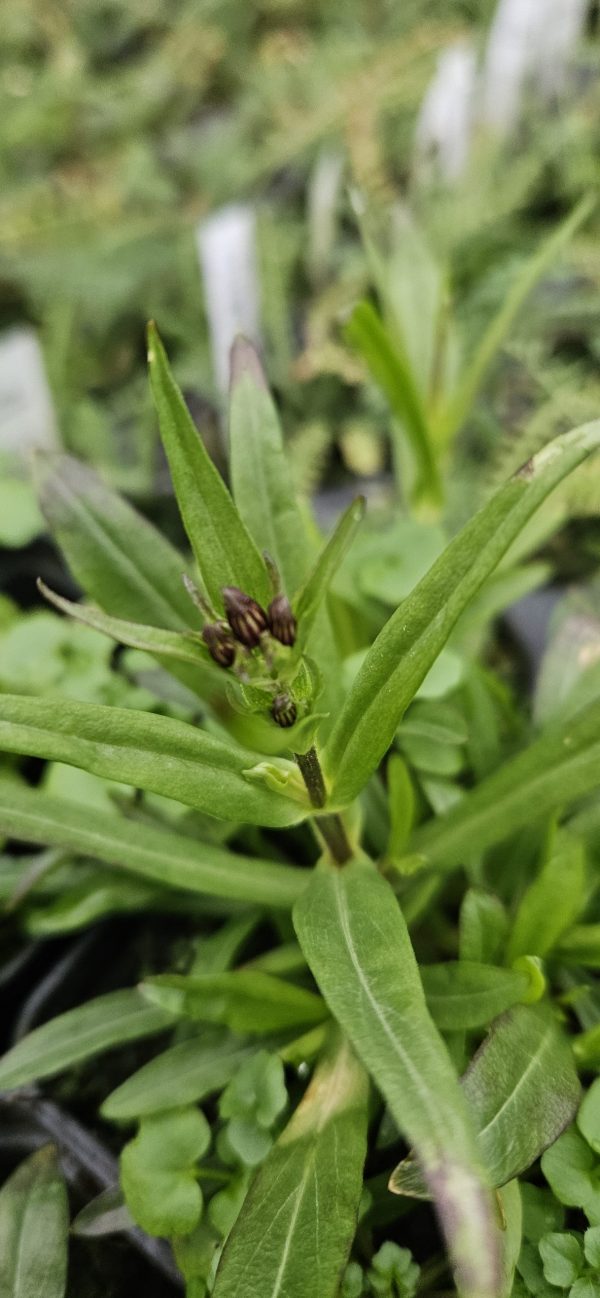 Lychnis flos-cuculi 'Petit Henri' Lychnis flos-cuculi 'Petit Henri'