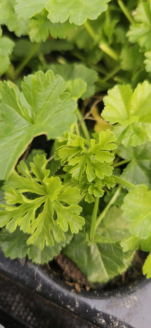 Malva moschata 'Rosea' Malva moschata 'Rosea'