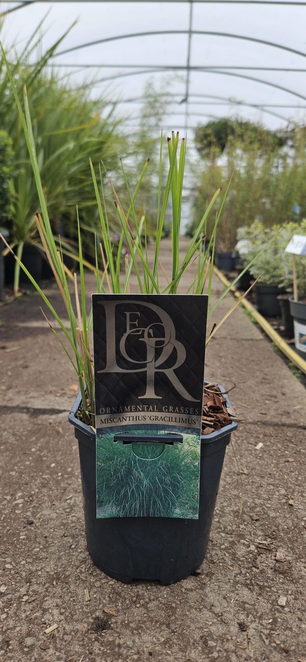 Miscanthus sinensis 'Gracillimus' Miscanthus sinensis 'Gracillimus'