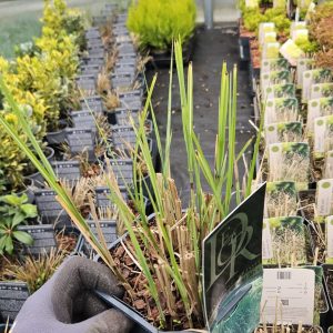 Miscanthus sinensis 'Gracillimus'
