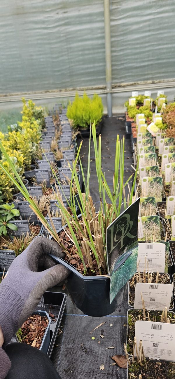 Miscanthus sinensis 'Gracillimus'2 Miscanthus sinensis 'Gracillimus'