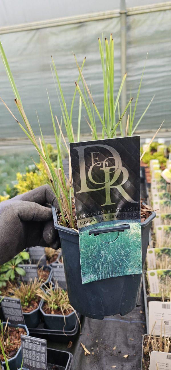 Miscanthus sinensis 'Gracillimus'3 Miscanthus sinensis 'Gracillimus'