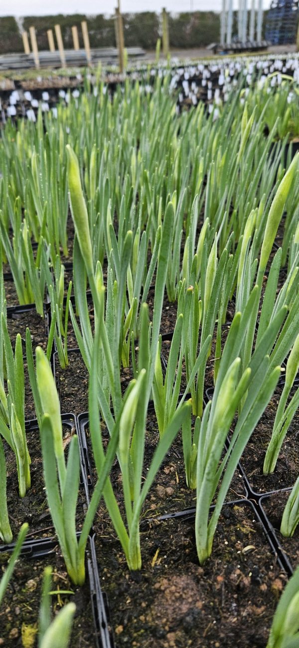 Narcissus 'Sweetness'