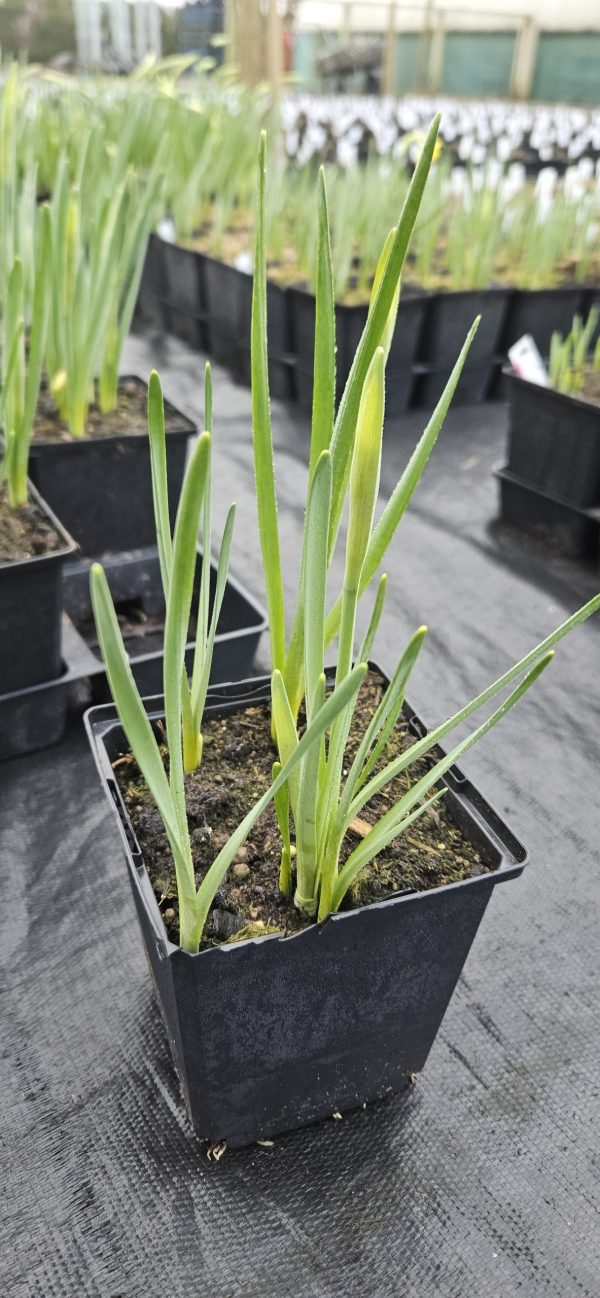 Narcissus 'Sweetness'