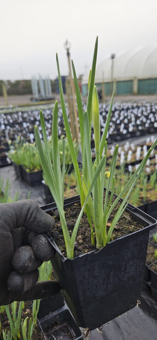 Narcissus 'Sweetness'