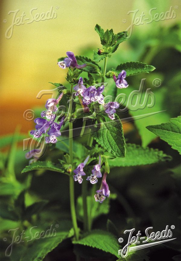 Nepeta stewartiana