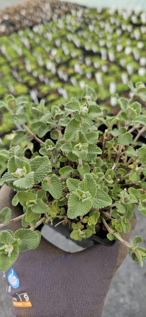 Nepeta x faassenii 'Kit Kat' 2 Nepeta x faassenii 'Kit Kat'