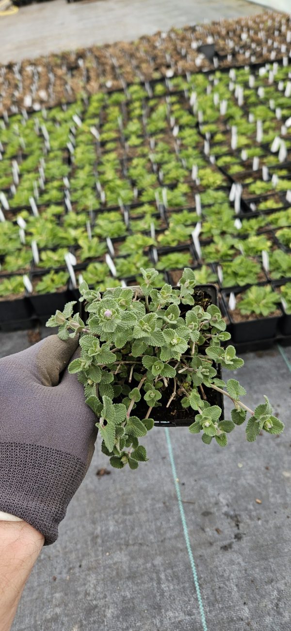 Nepeta x faassenii 'Walkers Low' Nepeta x faassenii 'Walkers Low'