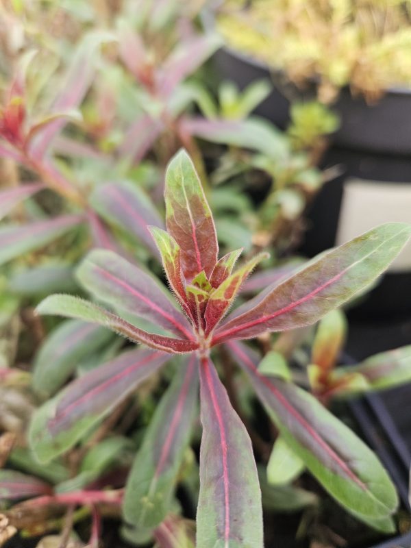 Oenothera lindheimeri 'Rosy Jane' Oenothera lindheimeri 'Rosy Jane'