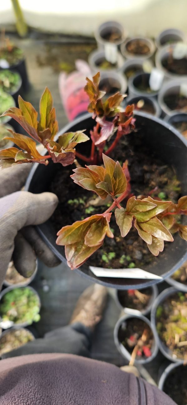 Paeonia 'Coral Charm'