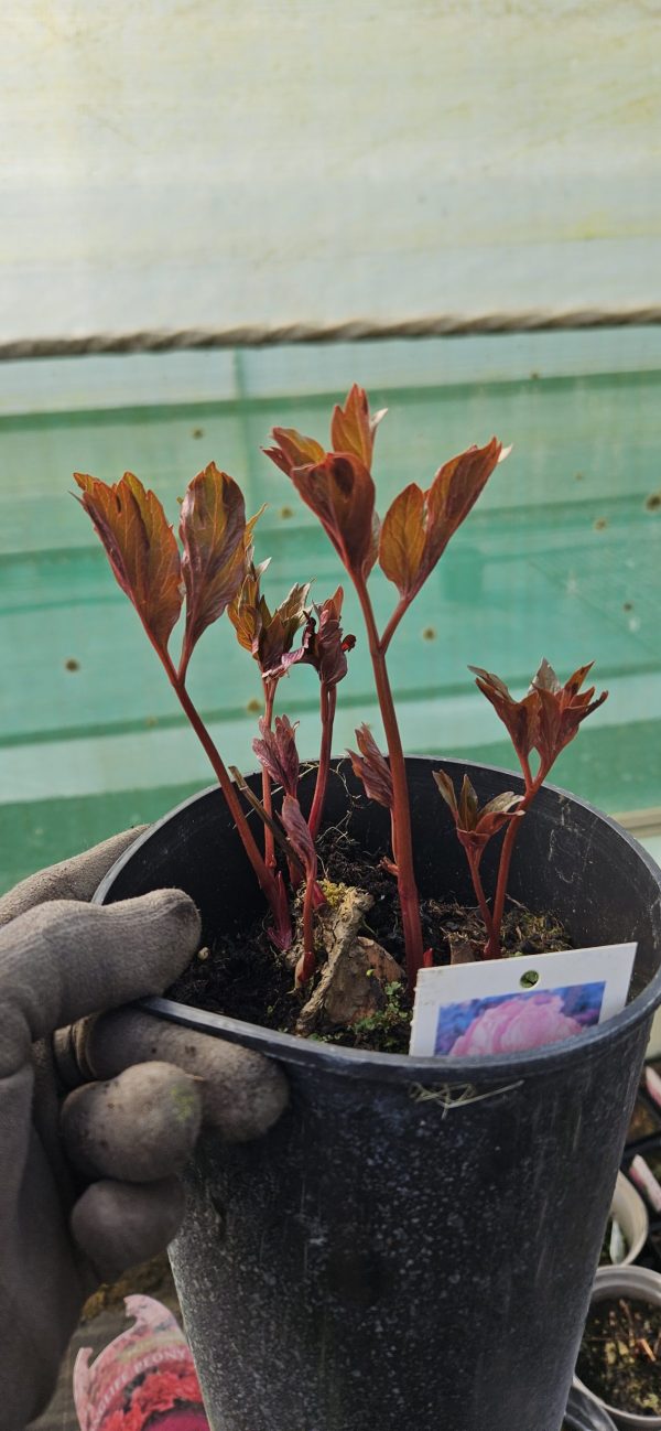 Paeonia 'Coral Charm'