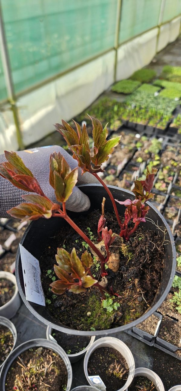 Paeonia 'Coral Charm'