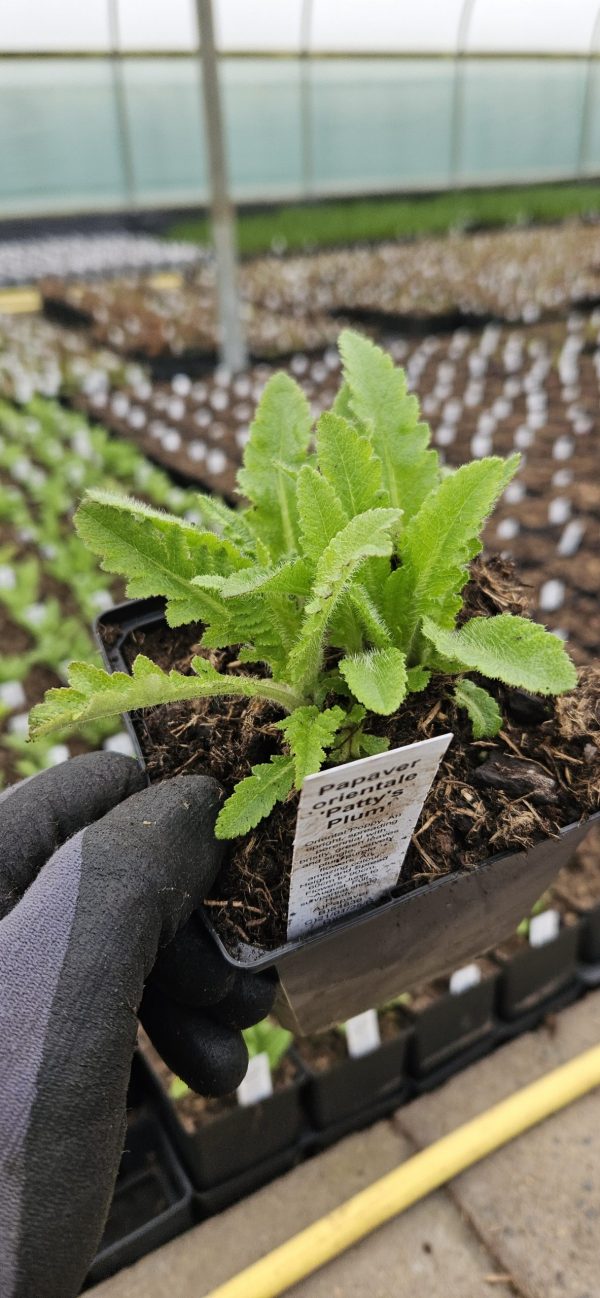 Papaver 'Patty's Plum'