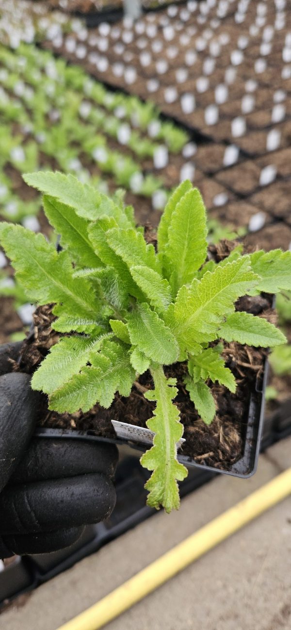 Papaver 'Patty's Plum'