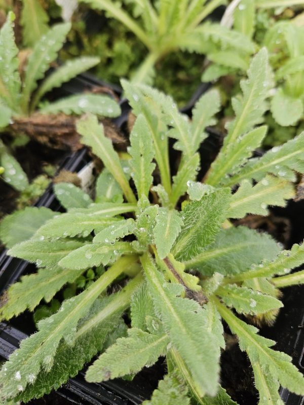 Papaver orientale 'Princess Victoria Louise' Papaver orientale 'Princess Victoria Louise'