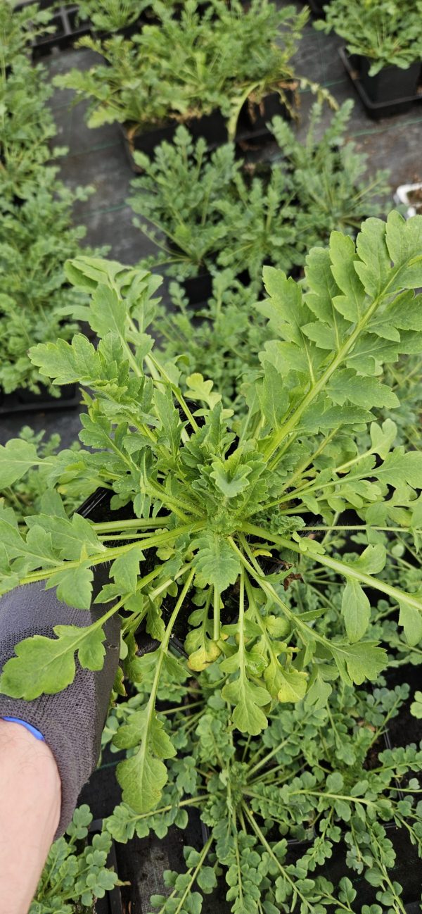 Papaver rhoeas 'Pandora'