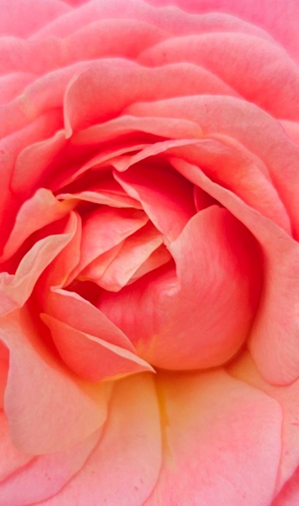 Peach Melba' (climber)