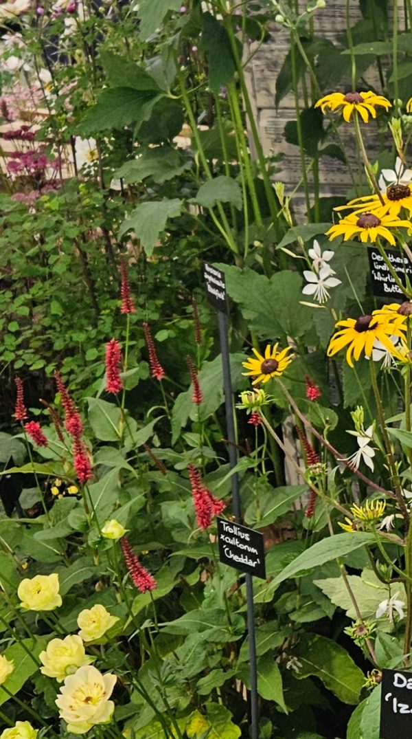 Persicaria 'Blackfield' Persicaria 'Blackfield'