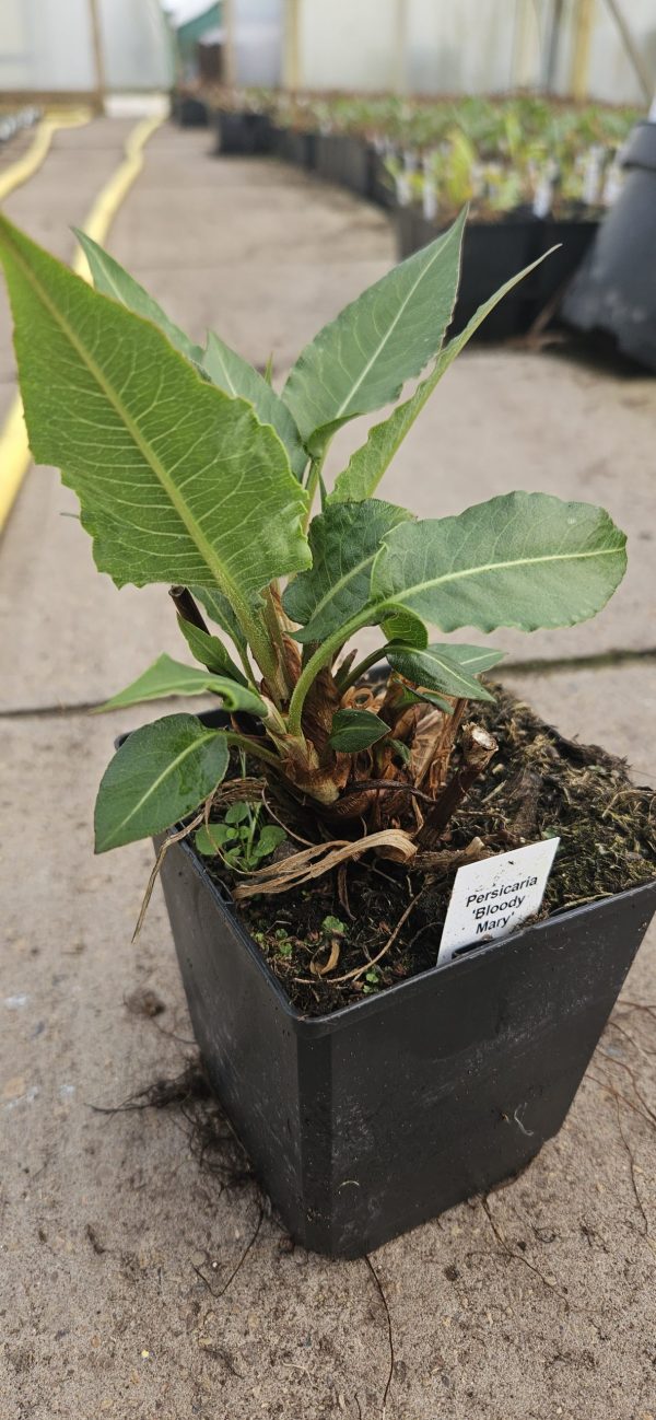 Persicaria 'Bloody Mary'