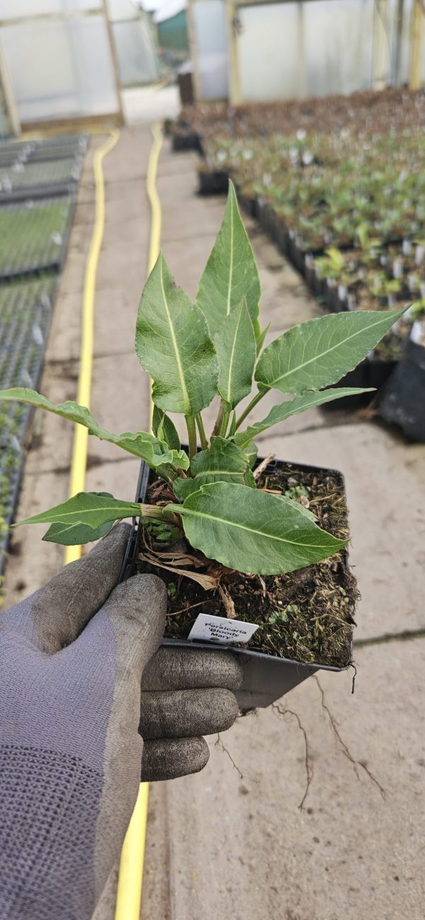 Persicaria 'Bloody Mary'