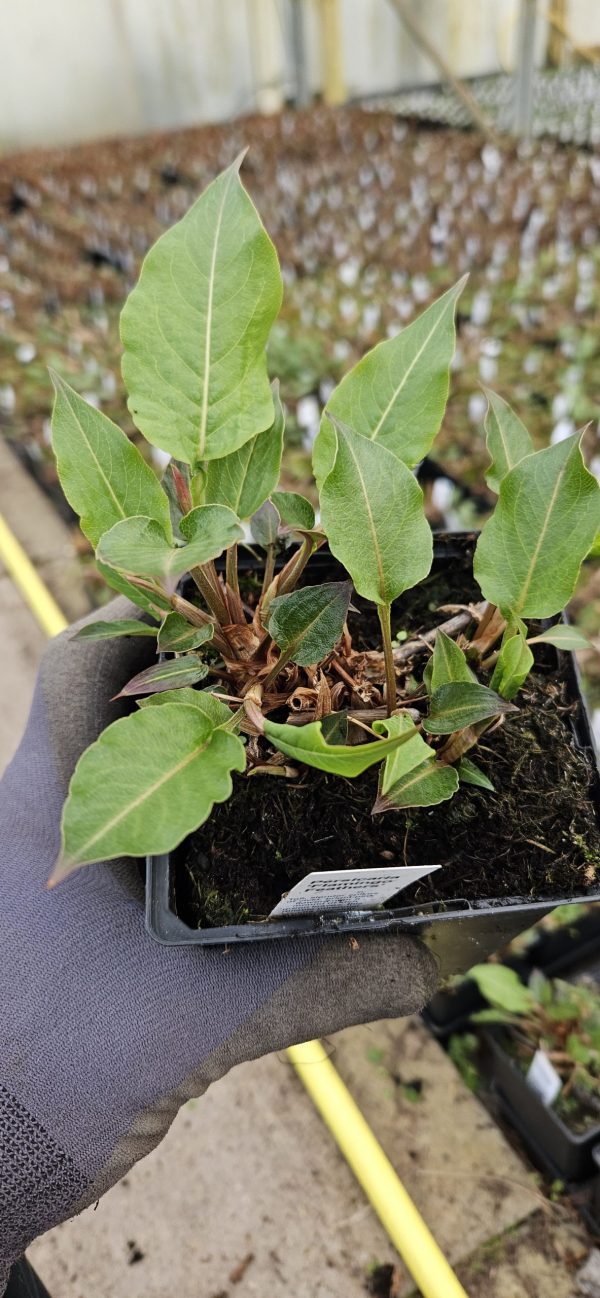 Persicaria 'Flamingo Feathers'