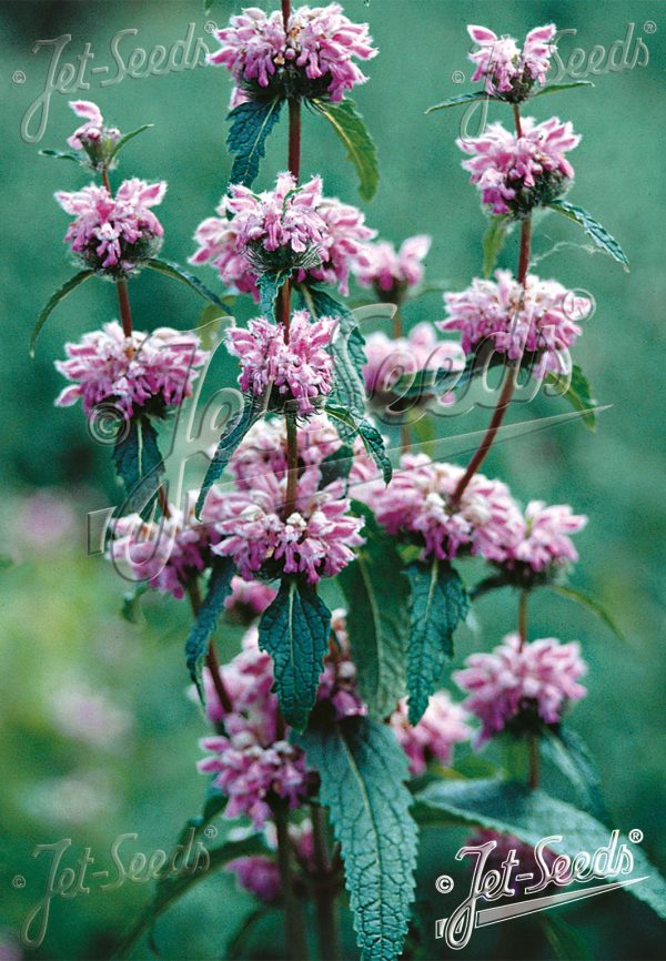 Phlomis 'Bronze Flamingo'2 Phlomis 'Bronze Flamingo'