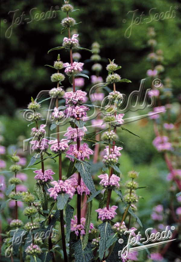 Phlomis 'Bronze Flamingo'3 Phlomis 'Bronze Flamingo'