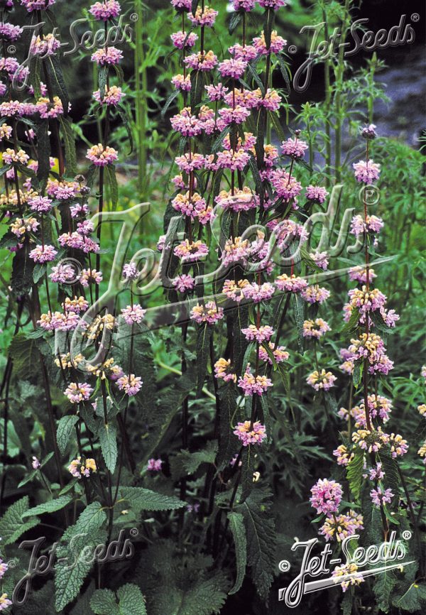 Phlomis 'Bronze Flamingo'4 Phlomis 'Bronze Flamingo'
