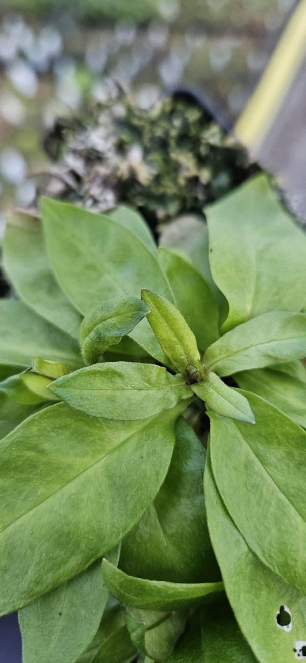 Phlox paniculata 'Famous Pink' Phlox paniculata 'Famous Pink'