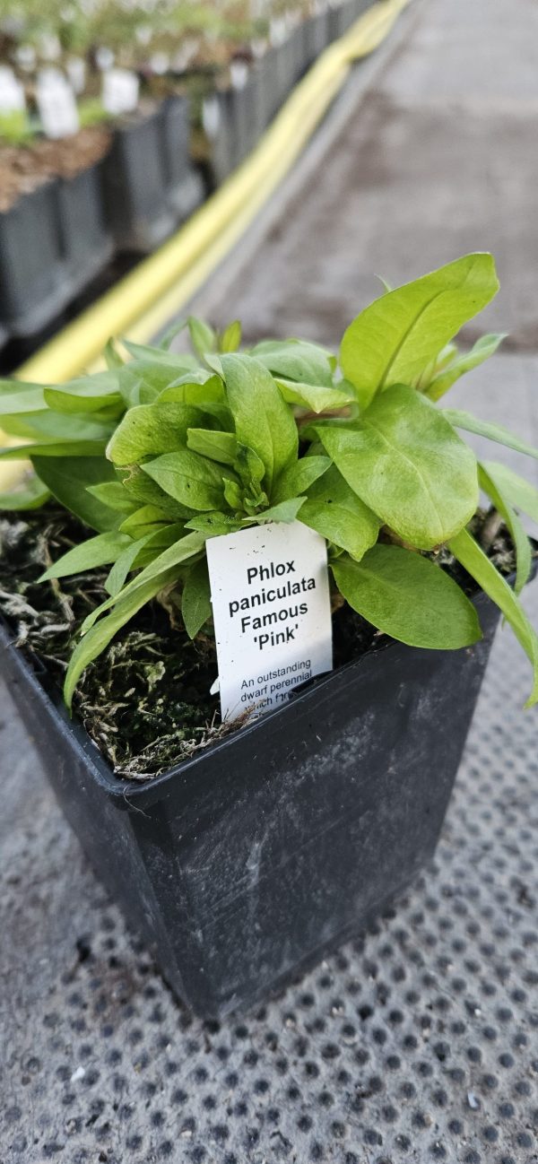 Phlox paniculata 'Famous Pink'2 Phlox paniculata 'Famous Pink'
