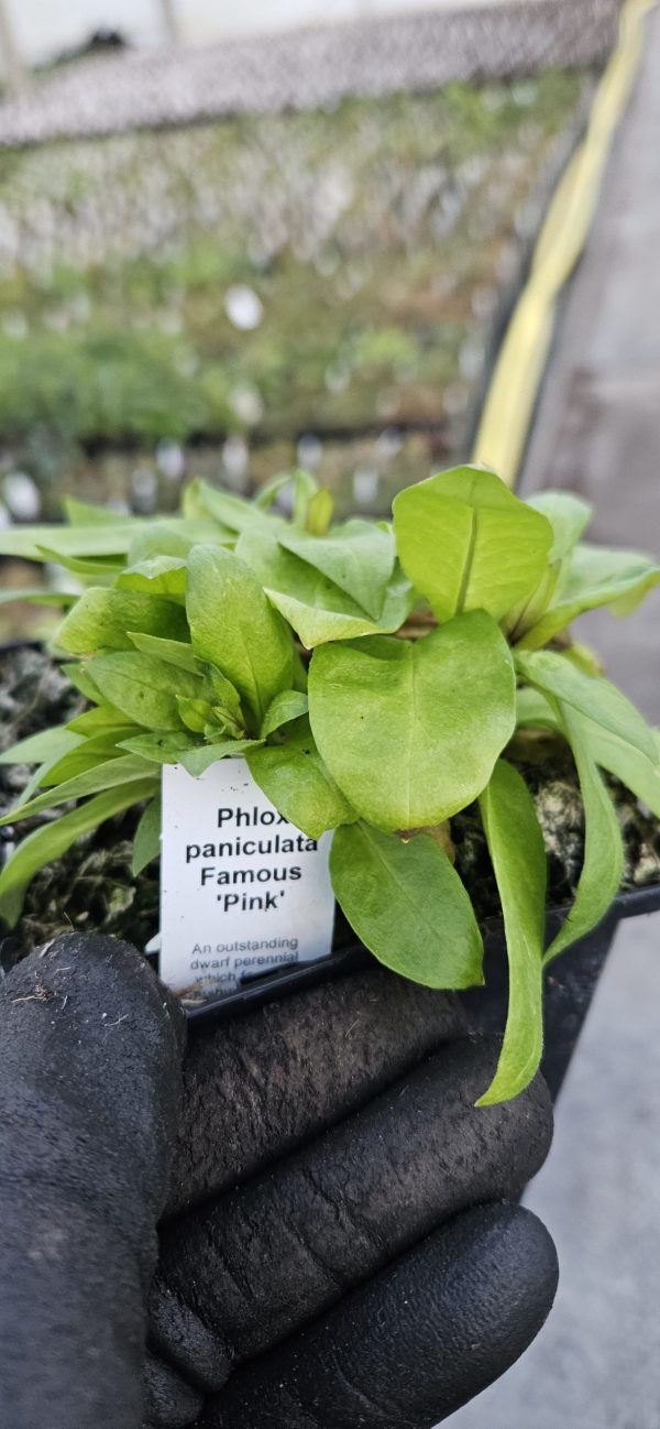 Phlox paniculata 'Famous Pink'3 Phlox paniculata 'Famous Pink'