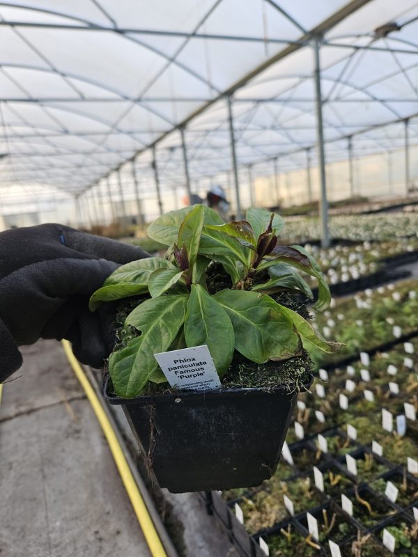 Phlox paniculata Famous 'Purple' Phlox paniculata Famous 'Purple'