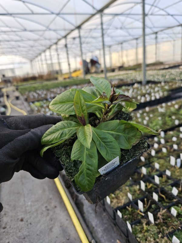 Phlox paniculata Famous 'Purple'2 Phlox paniculata Famous 'Purple'