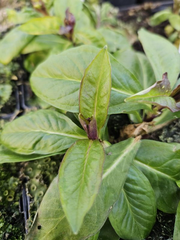 Phlox paniculata Famous 'Purple'3 Phlox paniculata Famous 'Purple'