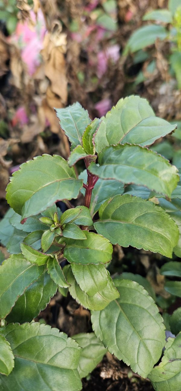 Phygelius Colorburst 'Rose' Phygelius Colorburst 'Rose'