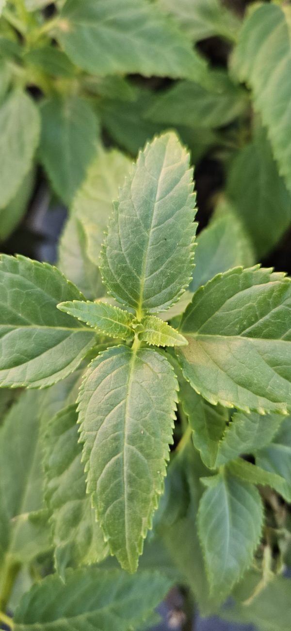 Phygelius Colorburst 'Yellow'