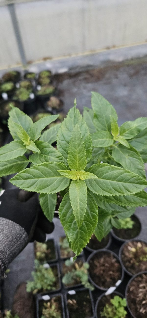 Phygelius x rectus 'Funfare Cream' Phygelius x rectus 'Funfare Cream'