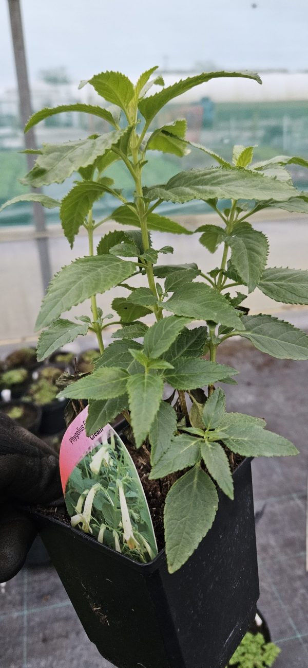 Phygelius x rectus 'Funfare Cream'2 Phygelius x rectus 'Funfare Cream'