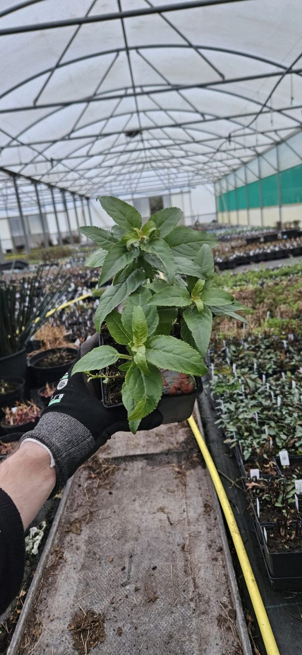 Phygelius x rectus' Funfare Orange' Phygelius x rectus' Funfare Orange'