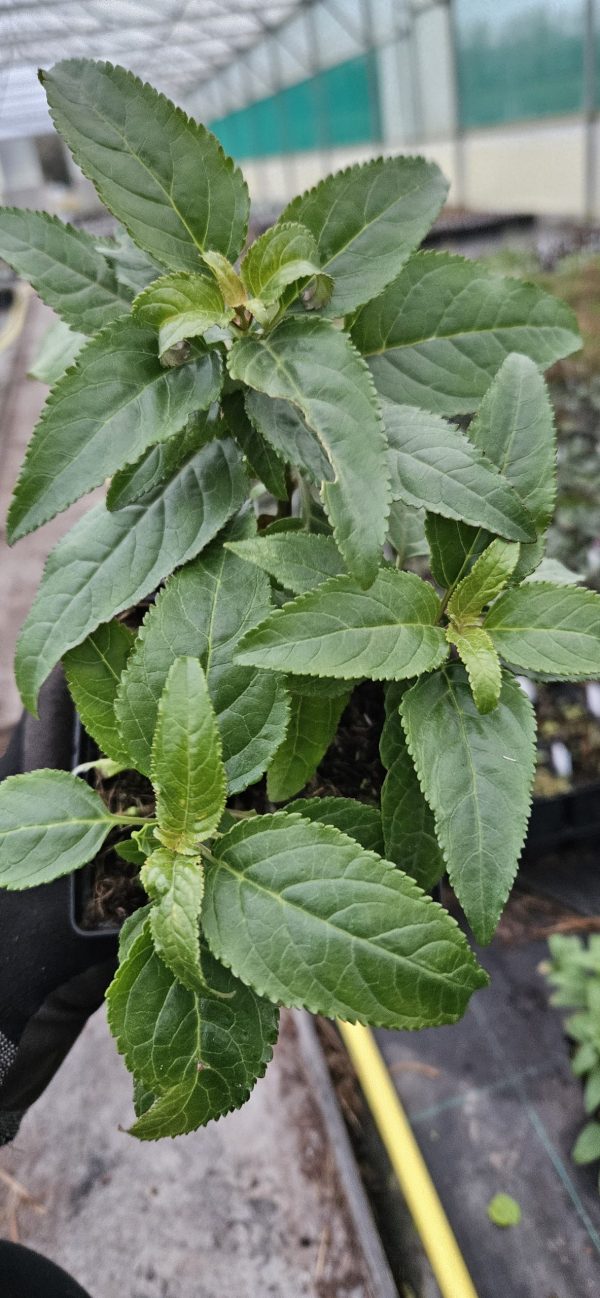 Phygelius x rectus' Funfare Orange' 2 Phygelius x rectus' Funfare Orange'